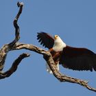 Afrikanischer Schreiseeadler (Haliaeetus vocifer)