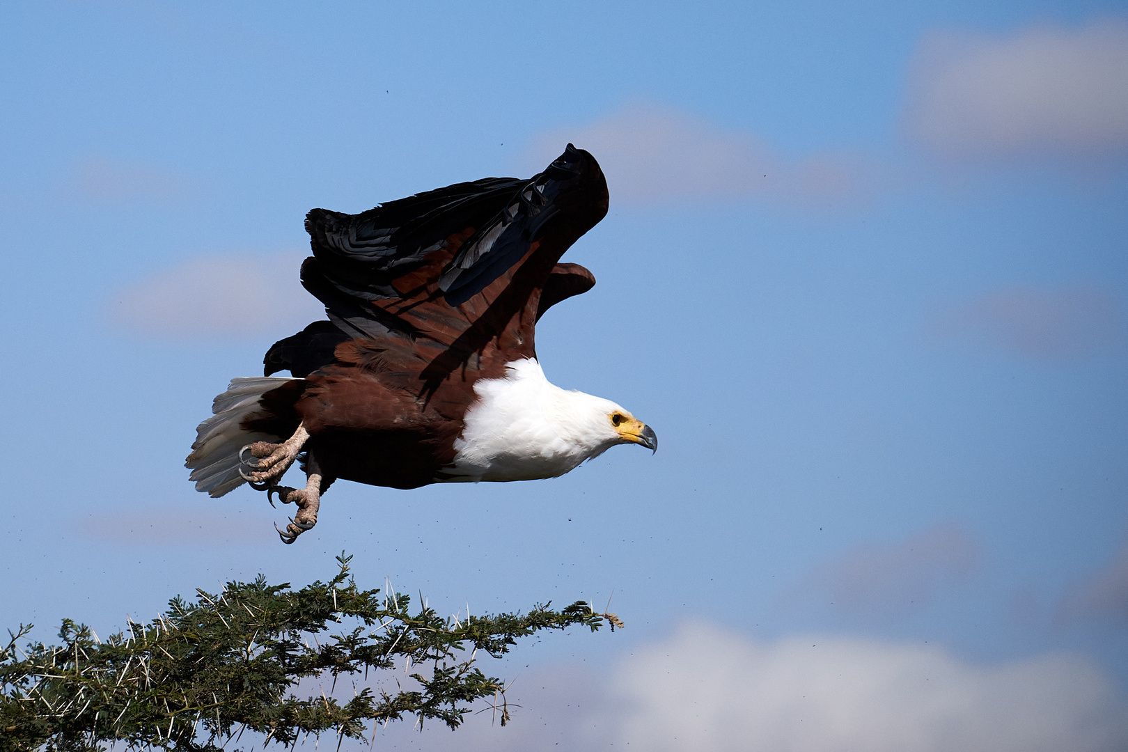 Afrikanischer Schreiseeadler "on the start"