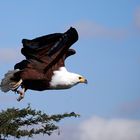 Afrikanischer Schreiseeadler "on the start"