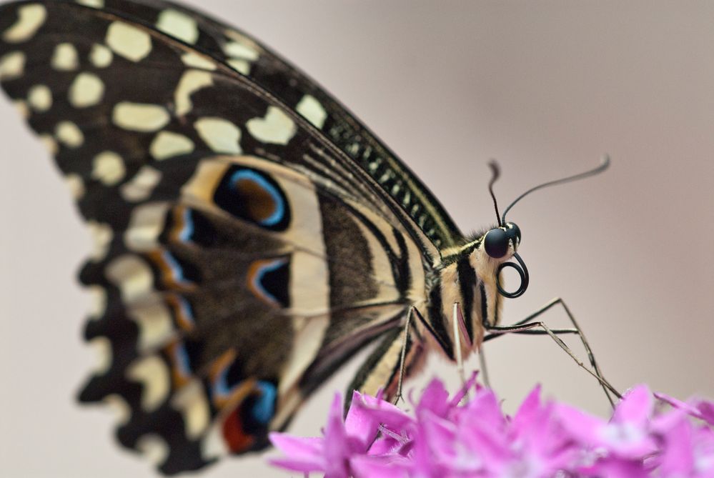 Afrikanischer Schwalbenschwanz (Papilio demodocus)