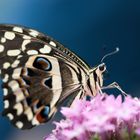 Afrikanischer Schwalbenschwanz (Papilio demodocus)