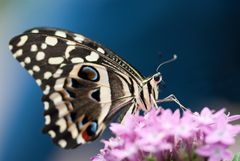 Afrikanischer Schwalbenschwanz (Papilio demodocus)