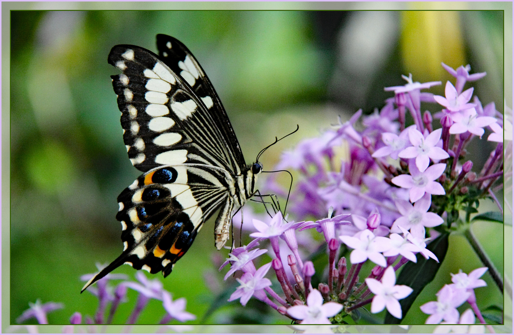 Afrikanischer Schwalbenschwanz (Papilio ophidicephalus))