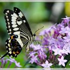 Afrikanischer Schwalbenschwanz (Papilio ophidicephalus))