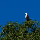 Afrikanischer Seeadler