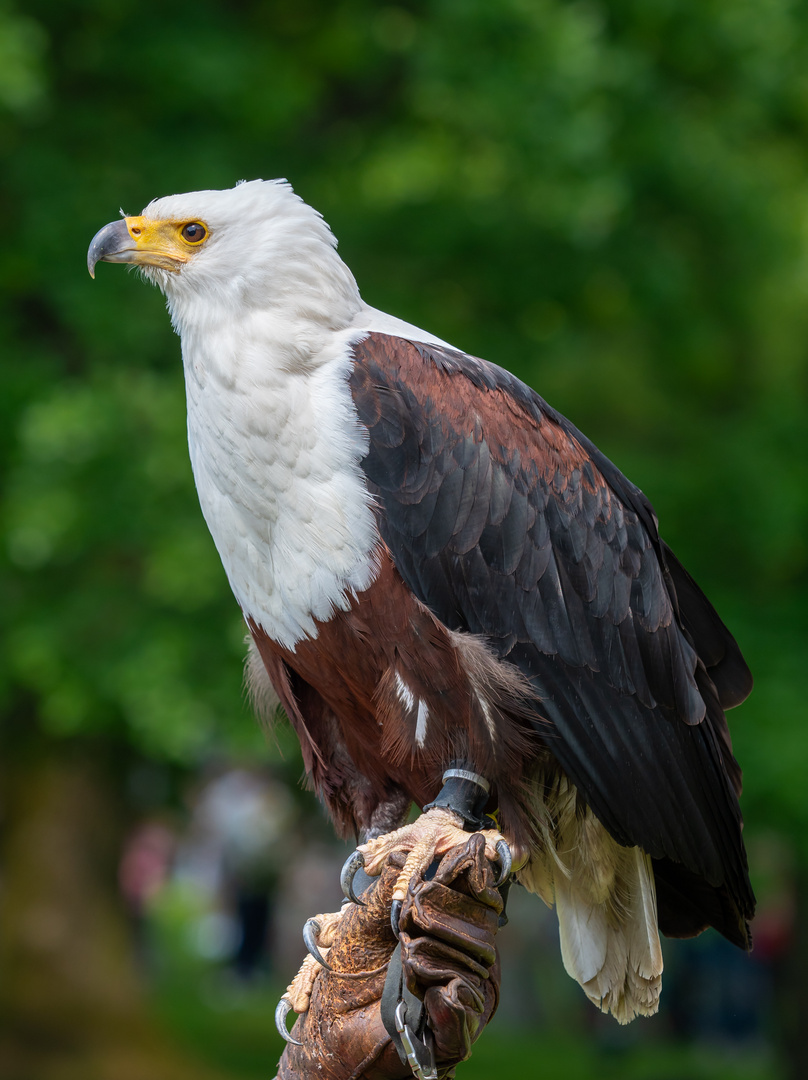 Afrikanischer Seeadler