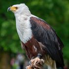 Afrikanischer Seeadler