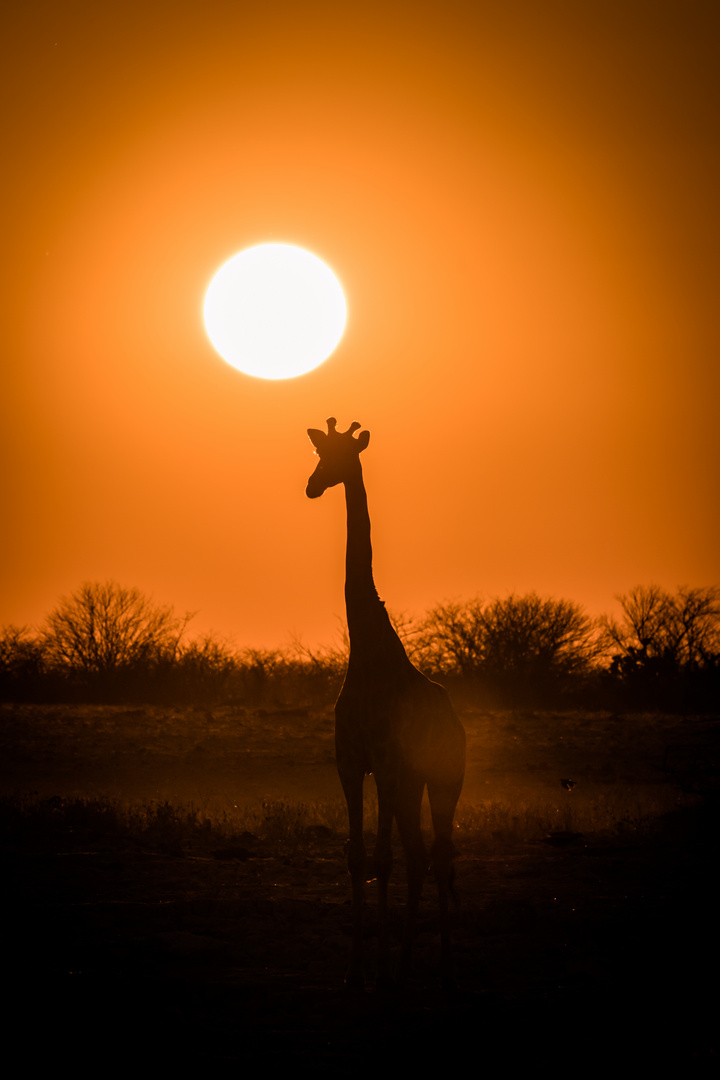 Afrikanischer Sonnenuntergang mit Giraffe