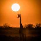 Afrikanischer Sonnenuntergang mit Giraffe