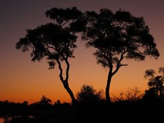 Afrikanischer Sonnenuntergang. Savuti