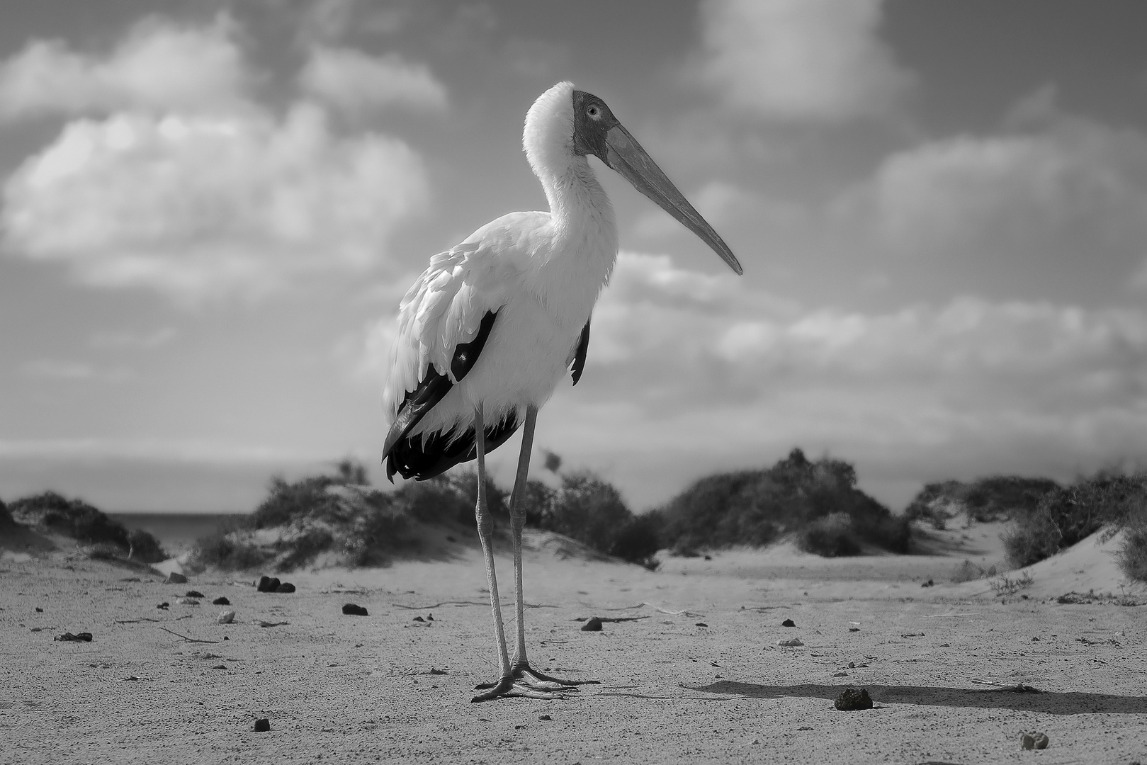 Afrikanischer Storch