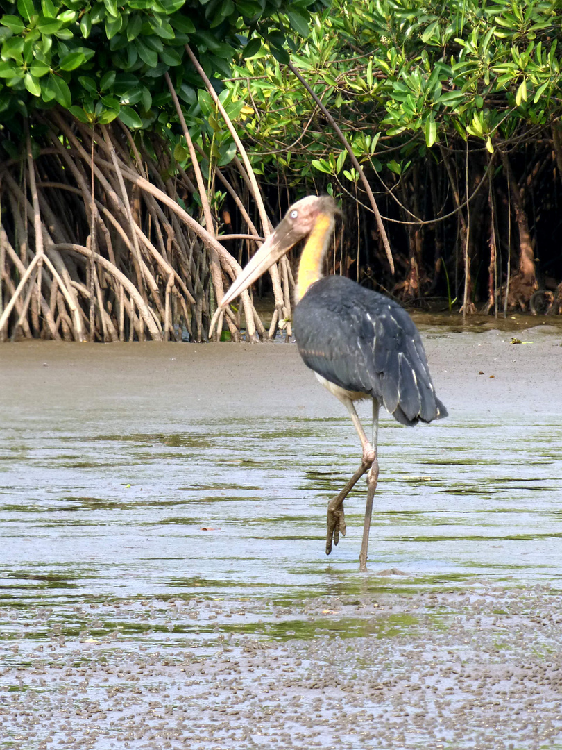 Afrikanischer Storch ( für Andreas)