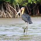 Afrikanischer Storch ( für Andreas)