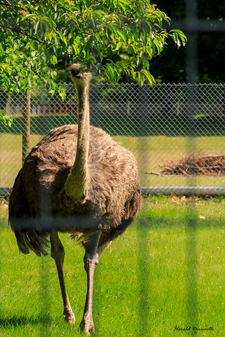 Afrikanischer Strauß (Struthio camelus)