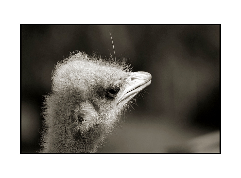 ~Afrikanischer Strauß~ (Struthio camelus)