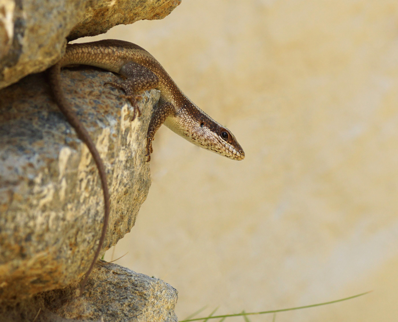 Afrikanischer Streifenskink (Trachylepis striata)