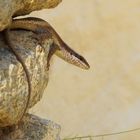 Afrikanischer Streifenskink (Trachylepis striata)