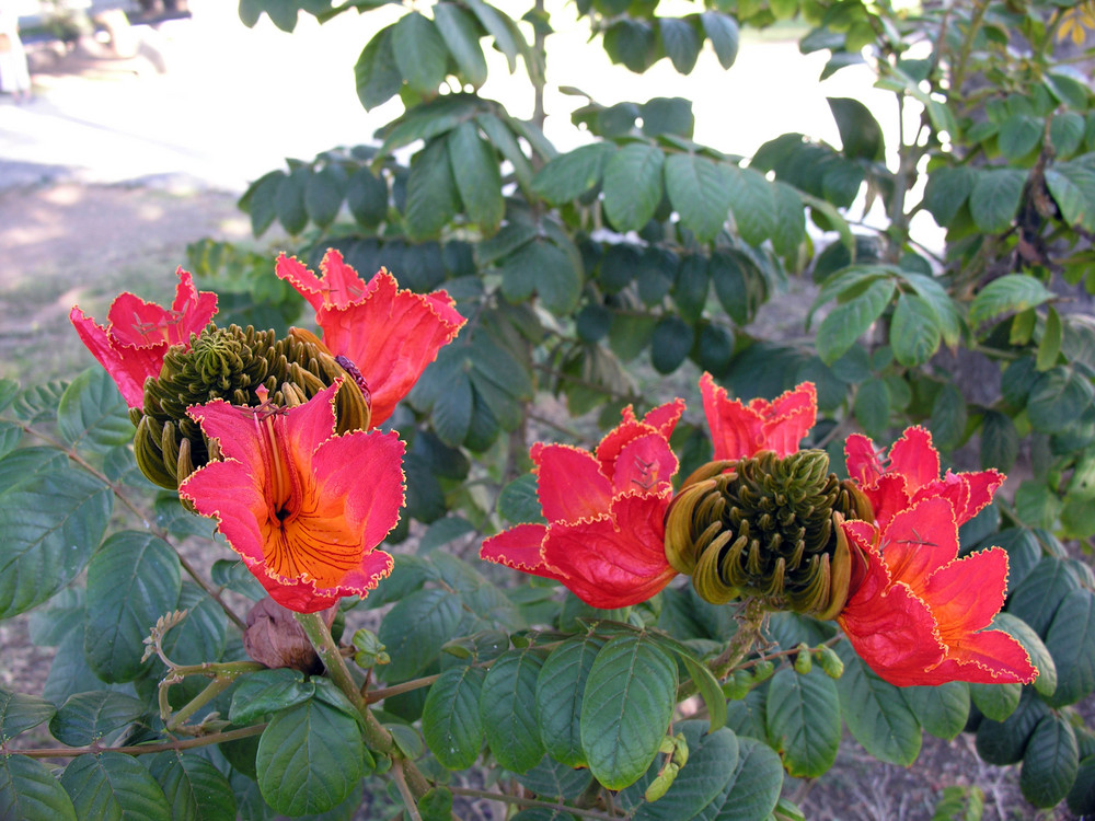 Afrikanischer Tulpenbaum