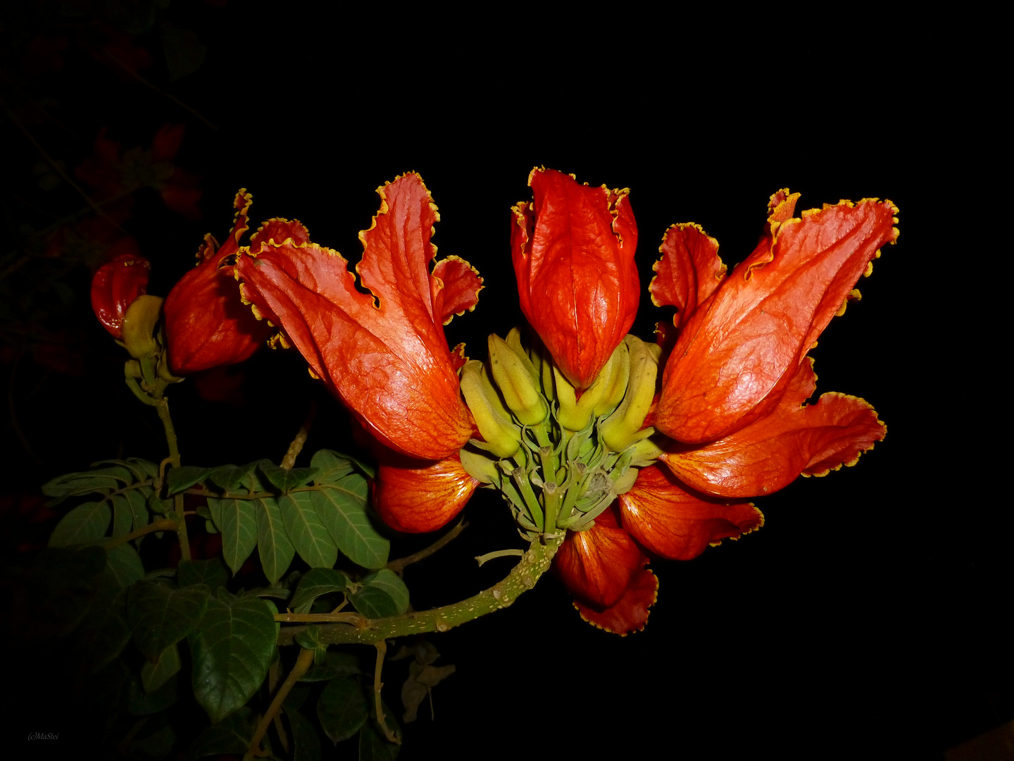 Afrikanischer Tulpenbaum