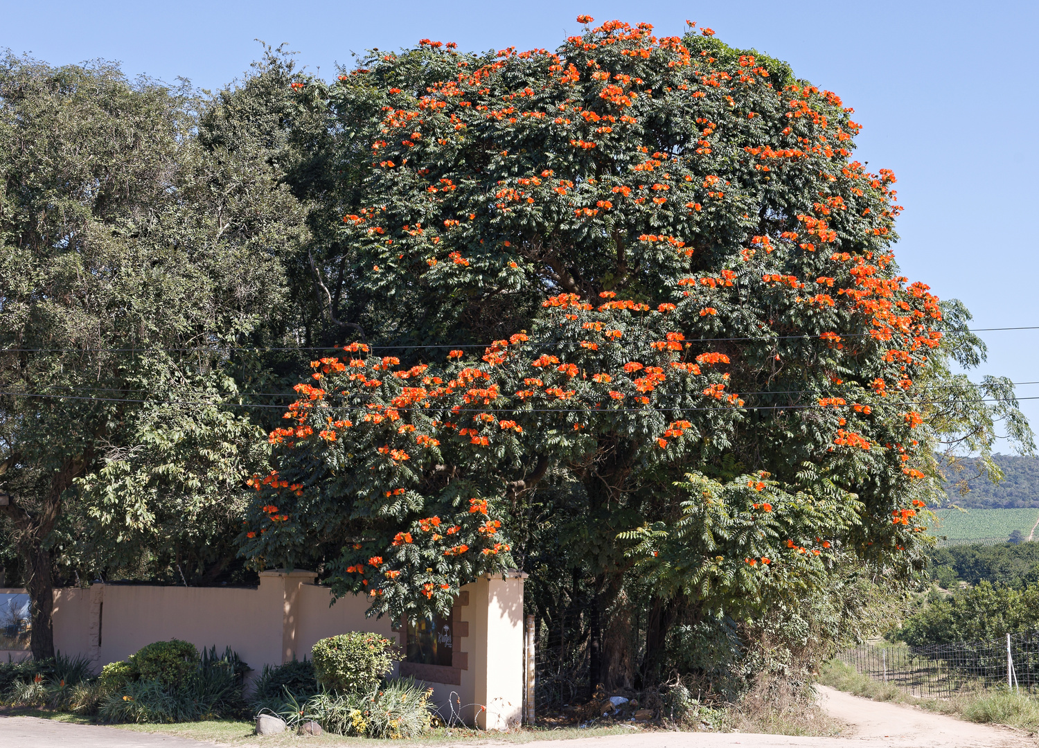 Afrikanischer Tulpenbaum