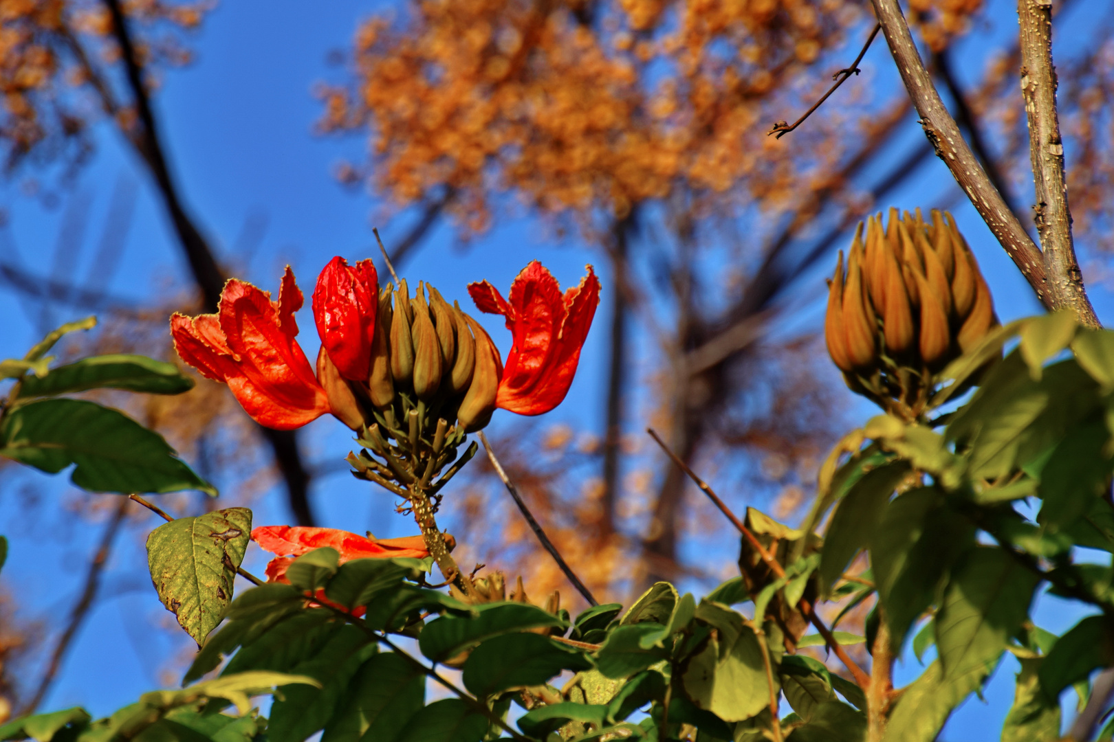 Afrikanischer Tulpenbaum