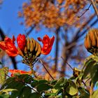 Afrikanischer Tulpenbaum