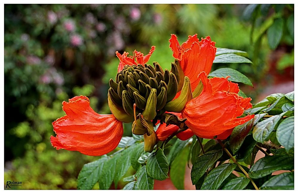 Afrikanischer Tulpenbaum