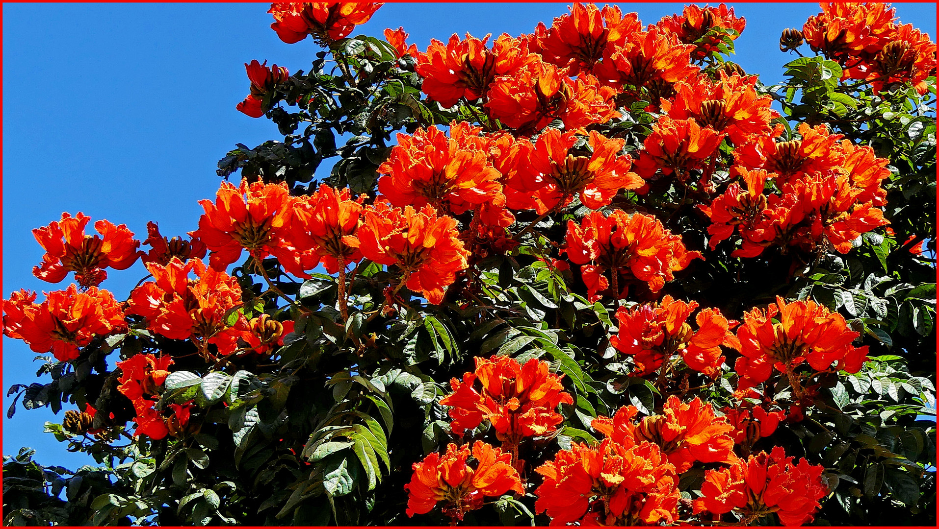 Afrikanischer Tulpenbaum