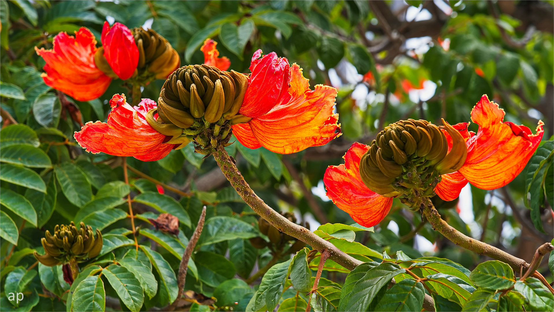 Afrikanischer Tulpenbaum