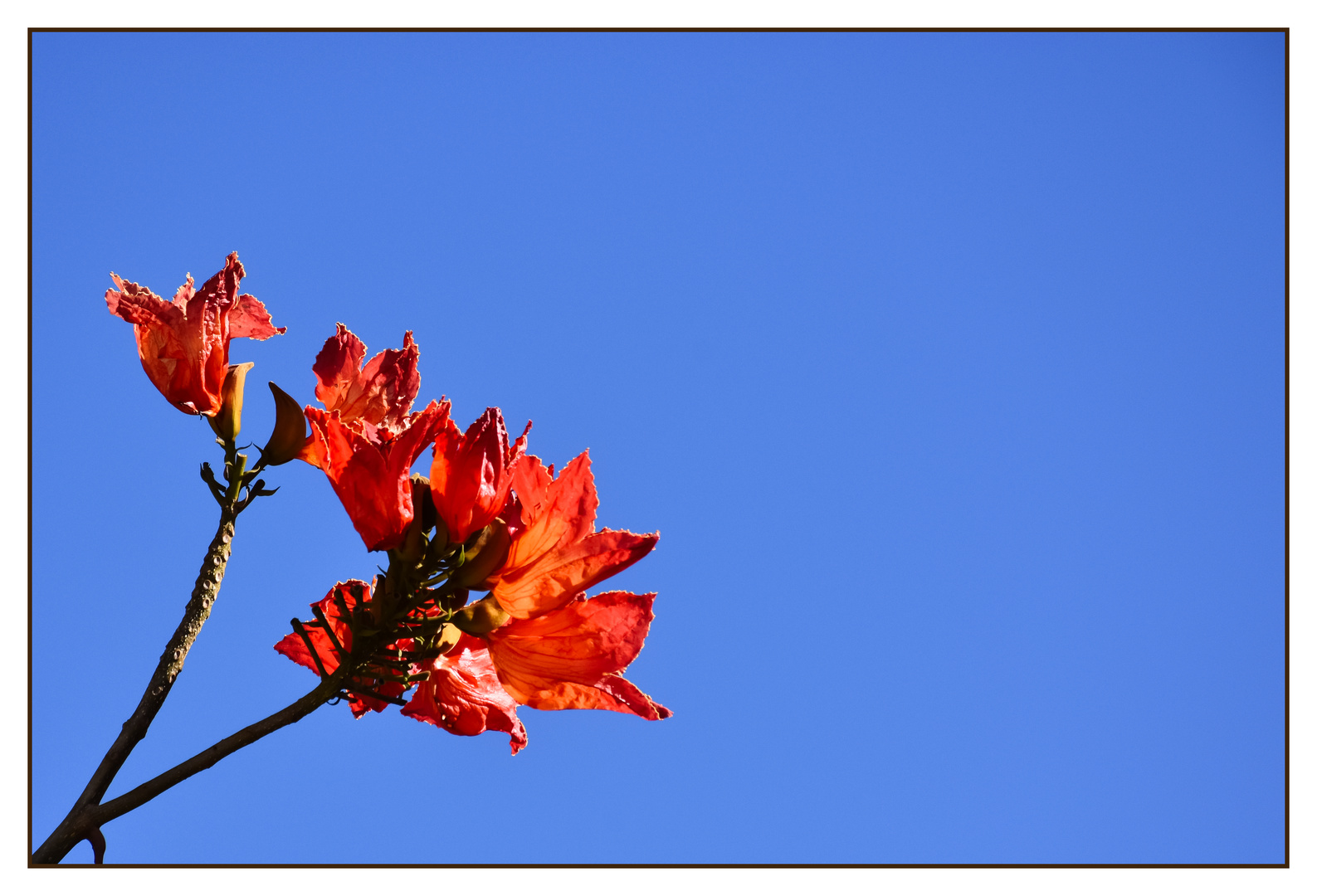 Afrikanischer Tulpenbaum