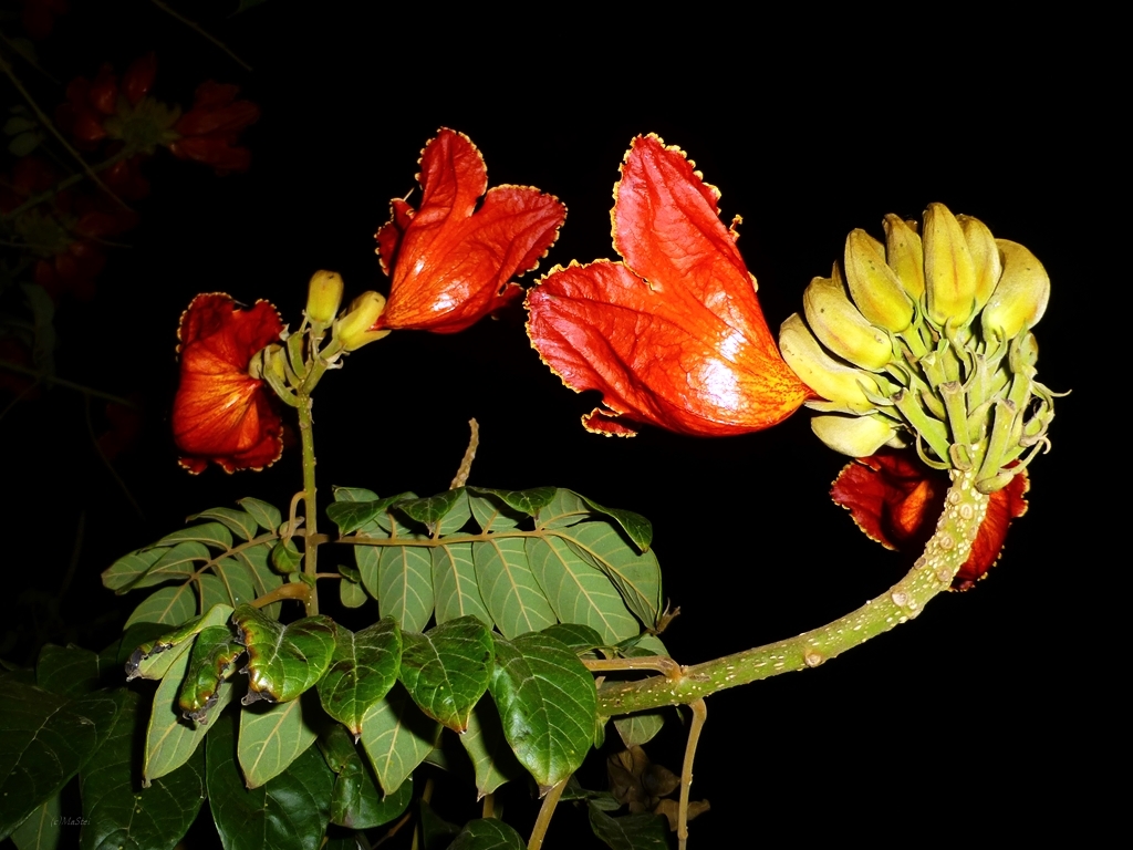 Afrikanischer Tulpenbaum auf LANZAROTE