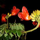 Afrikanischer Tulpenbaum auf LANZAROTE