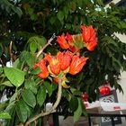 Afrikanischer Tulpenbaum auf Madeira