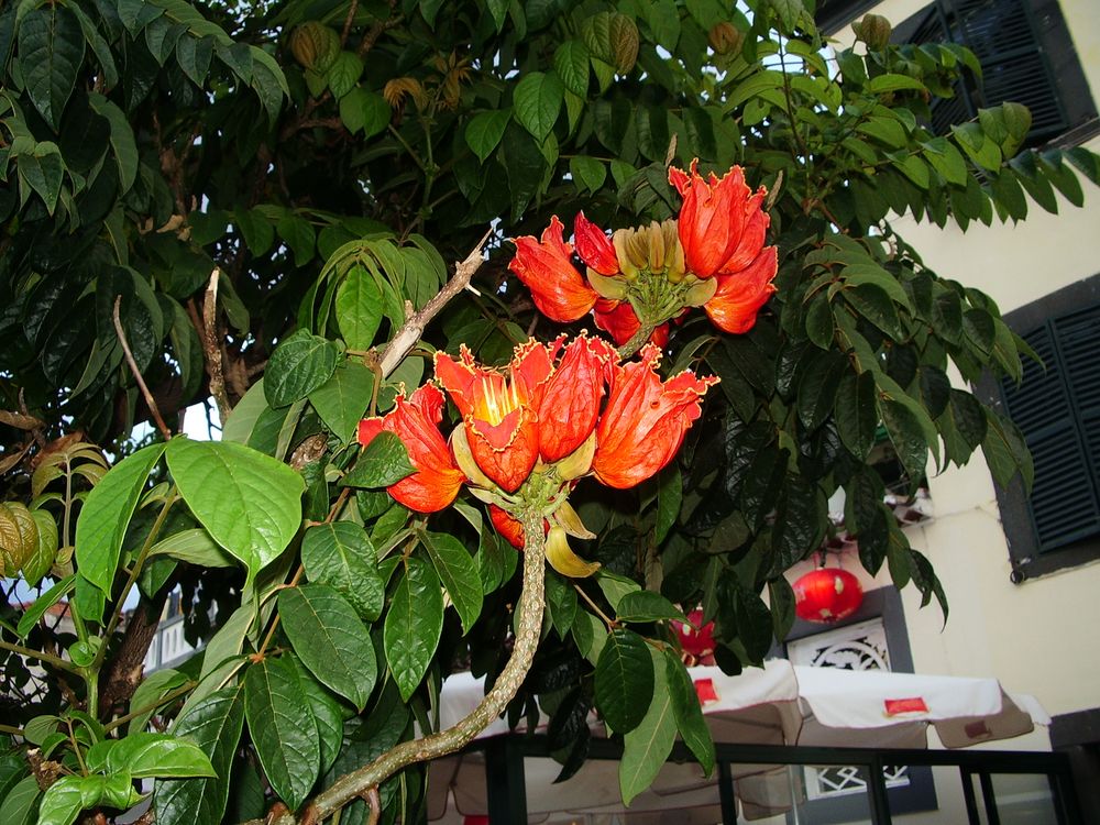 Afrikanischer Tulpenbaum auf Madeira