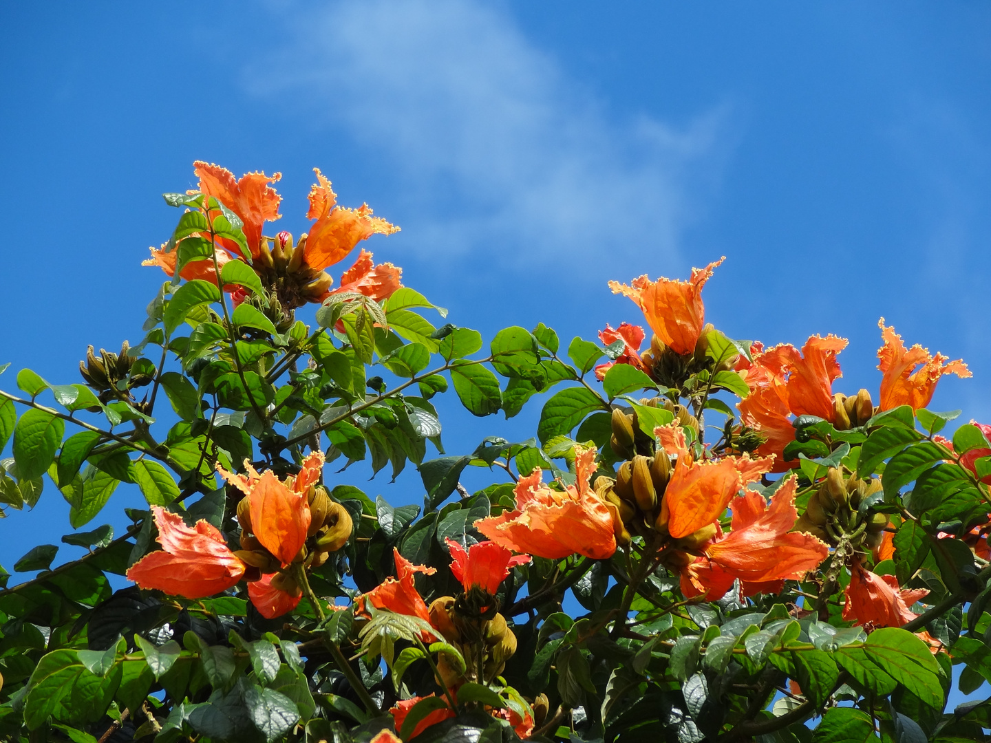 Afrikanischer Tulpenbaum