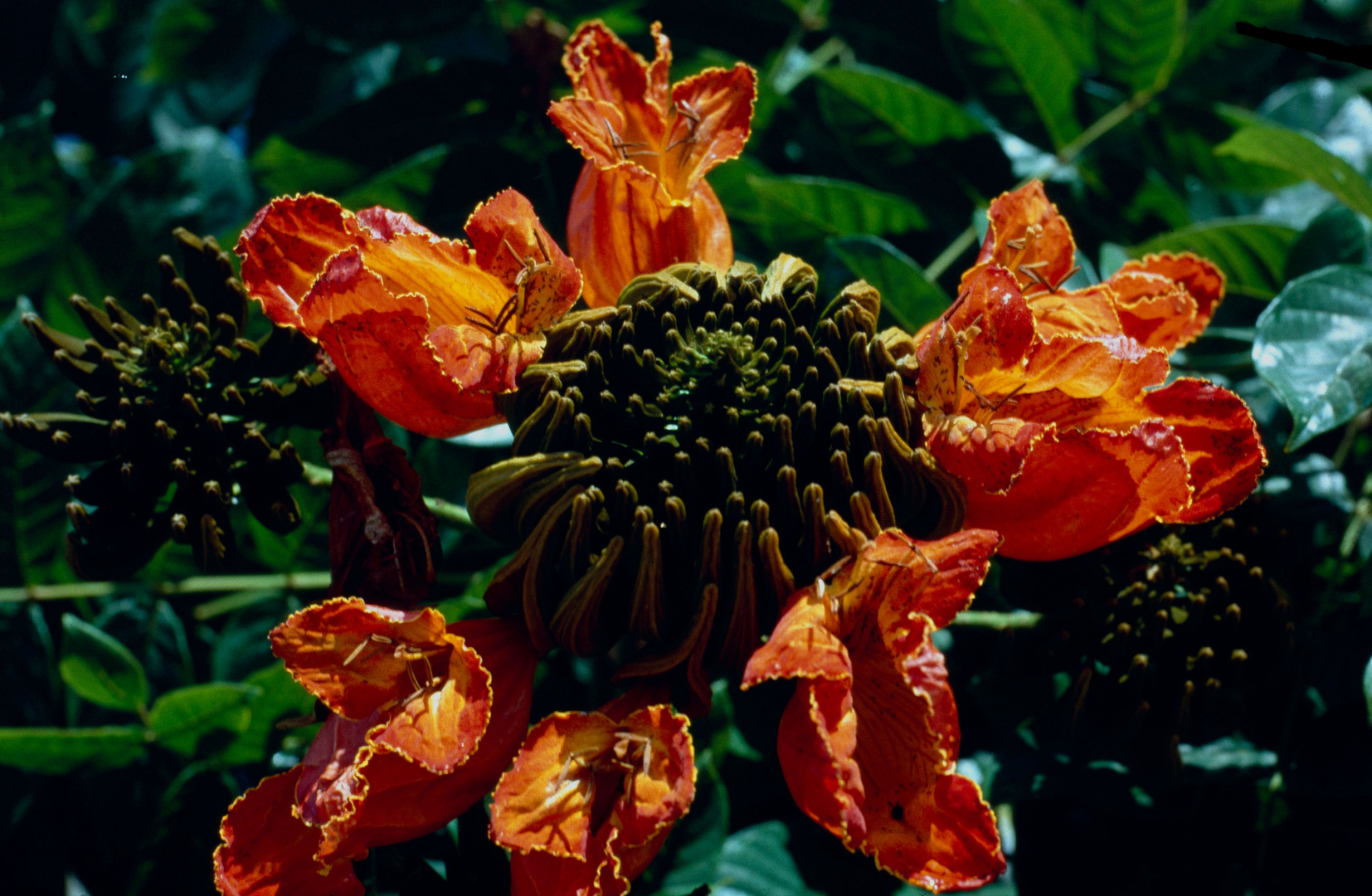 Afrikanischer Tulpenbaum