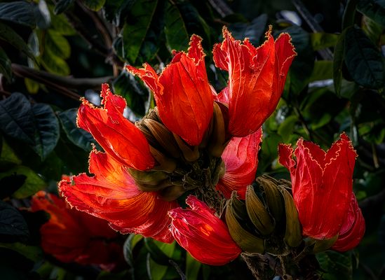 Afrikanischer Tulpenbaum