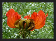 Afrikanischer Tulpenbaum