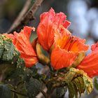 Afrikanischer Tulpenbaum (Kenia)