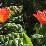 _ Afrikanischer Tulpenbaum _ La Gomera _