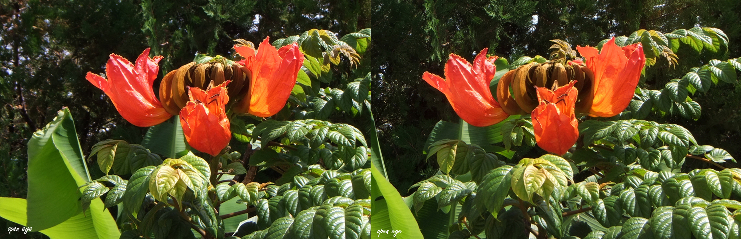 _ Afrikanischer Tulpenbaum _ La Gomera _