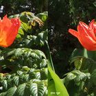 _ Afrikanischer Tulpenbaum _ La Gomera _