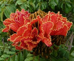 Afrikanischer Tulpenbaum (Spathodea campanulata)