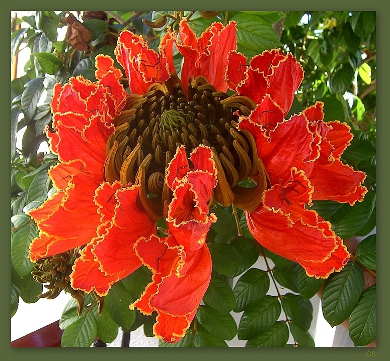 Afrikanischer Tulpenbaum (spathodea campanulata )