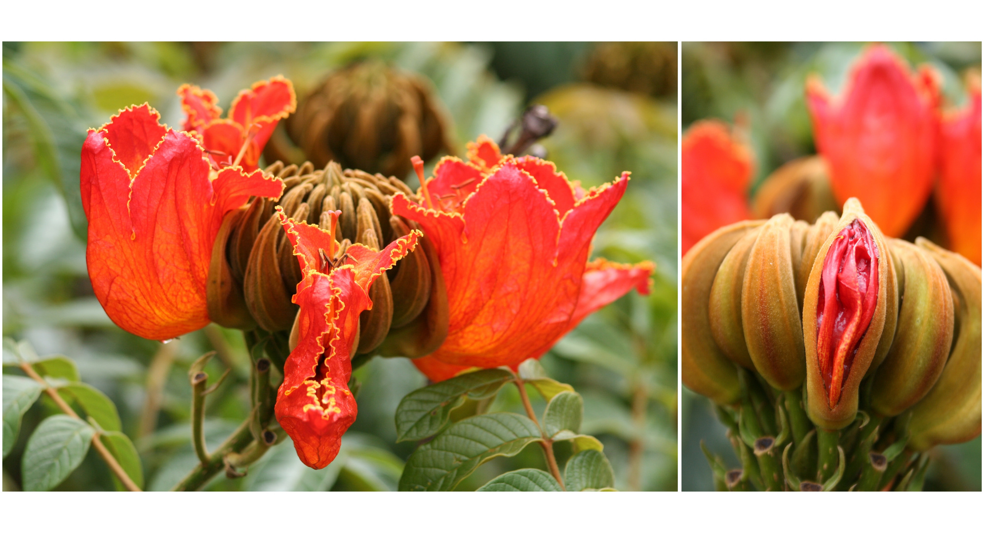 Afrikanischer Tulpenbaum (Spathodea campanulata)