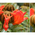 Afrikanischer Tulpenbaum (Spathodea campanulata)