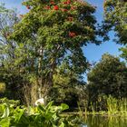 Afrikanischer Tulpenbaum (tulipero africano) ...