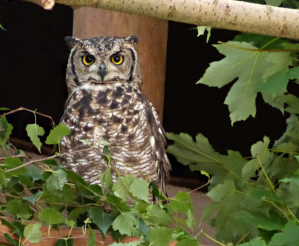 Afrikanischer Uhu  (Bubo africanus)