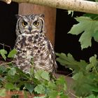 Afrikanischer Uhu  (Bubo africanus)