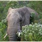 Afrikanischer Wald-Elefant